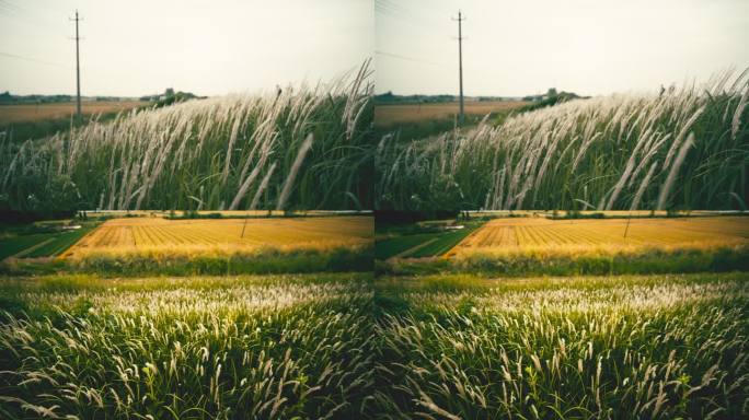 电影感农村芦苇狗尾巴白茅植物微风