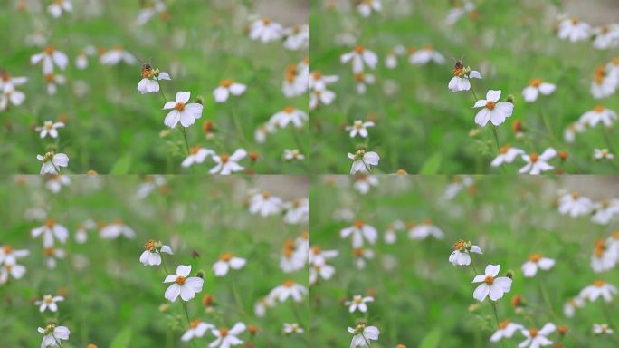 蜜蜂采蜜，鬼针草