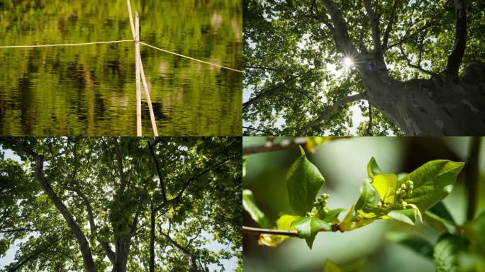 春天夏天植物树木绿油油实拍空镜