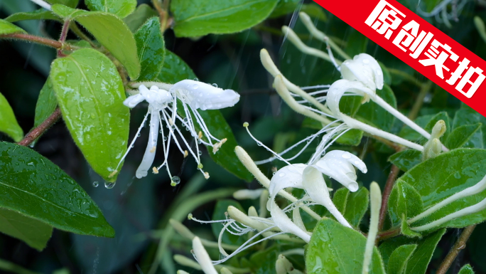 新鲜金银花采摘花茶 金银花生长