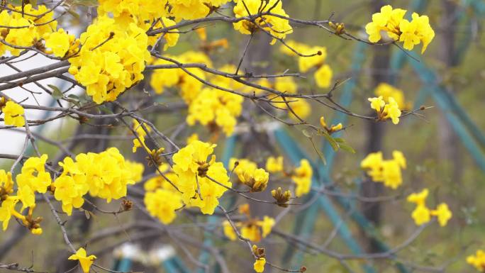 广州磨碟沙黄花风铃木视频