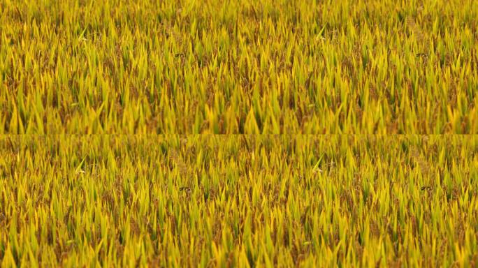 农村粮食水稻成熟实拍空镜