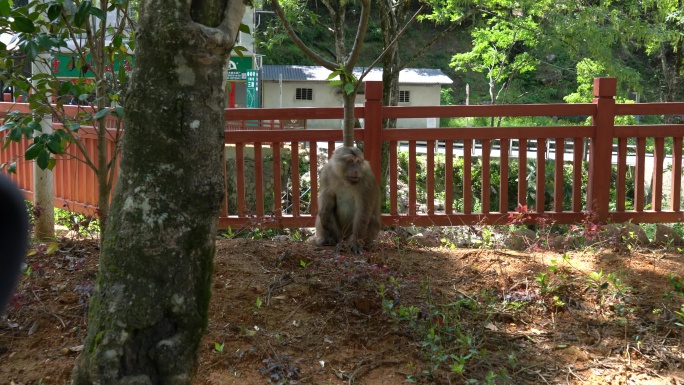 武夷山猴子