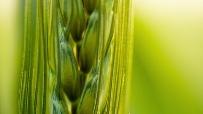 农村小麦粮食微距特写实拍