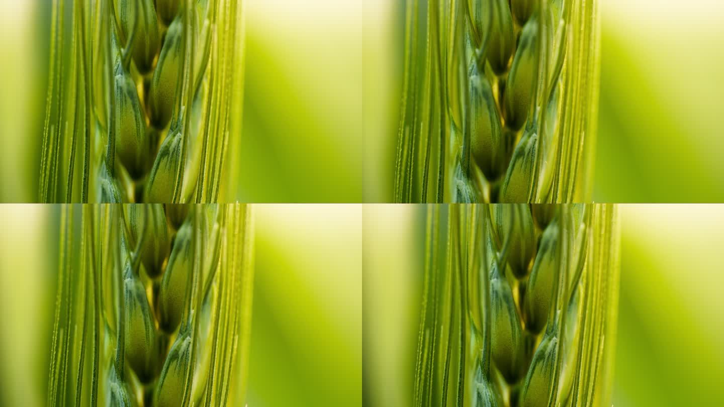 农村小麦粮食微距特写实拍