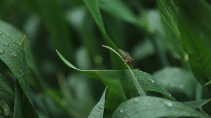 微距高清挂着水珠的青草，蜜蜂爬在上面