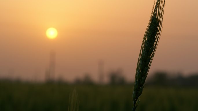 傍晚黄昏夕阳下的农村小麦田