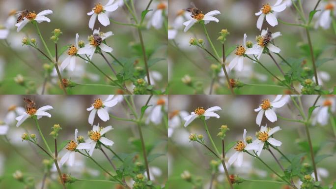 蜜蜂采蜜，鬼针草