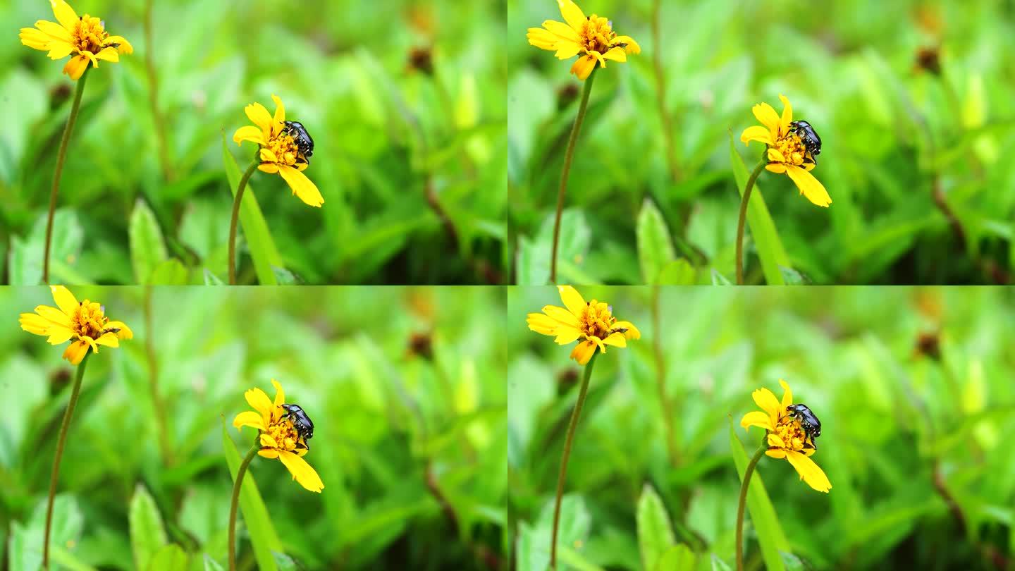 黄花上的甲虫