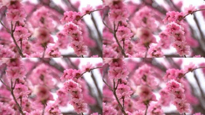 桃花盛开园林风景风光