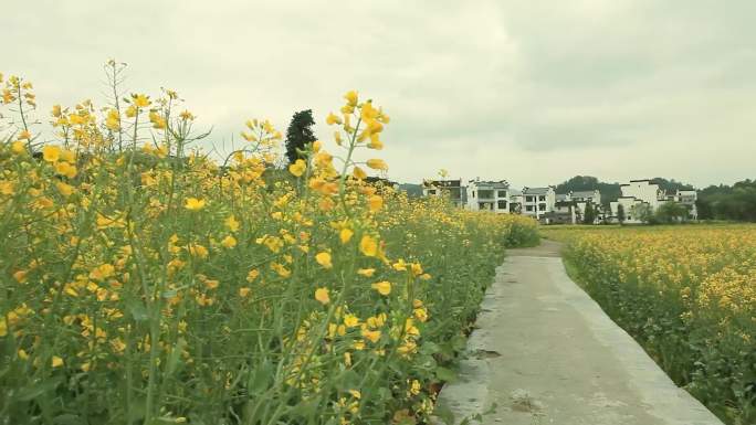 婺源油菜花