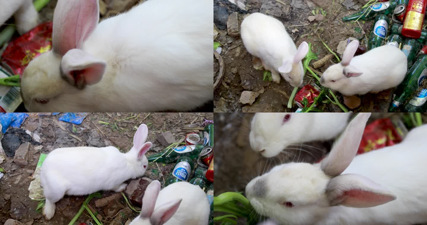 家兔吃草的兔子视频素材
