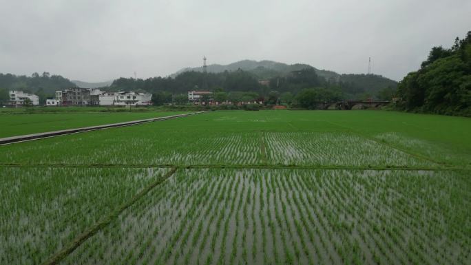 春雨春耕时分  谷雨农田插秧