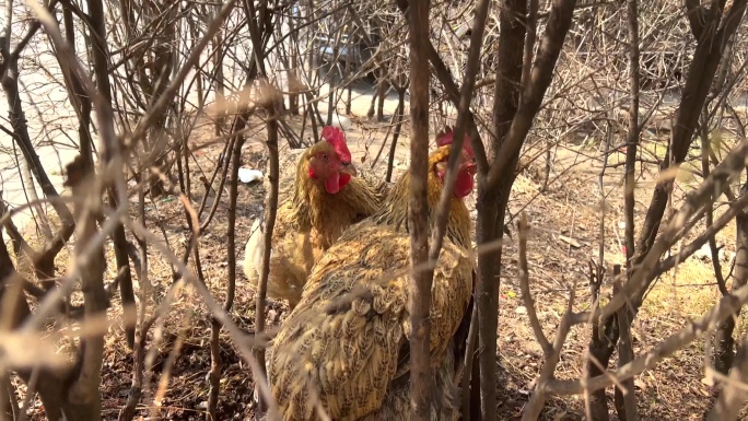 树林里觅食的两只鸡
