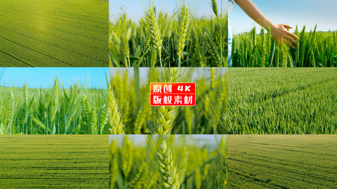 小麦 麦穗 航拍 农业