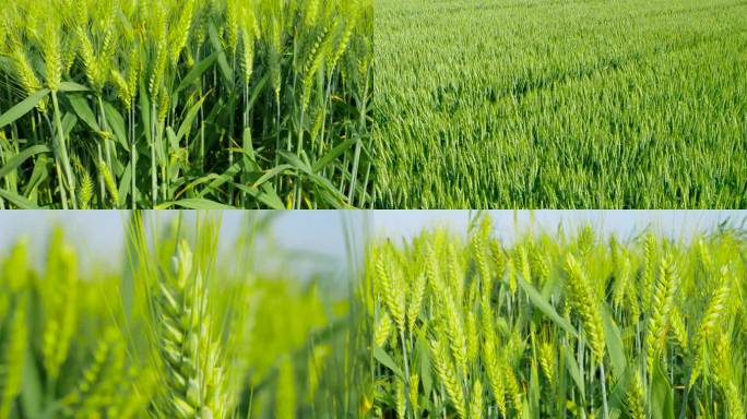 小麦 麦穗 航拍 农业
