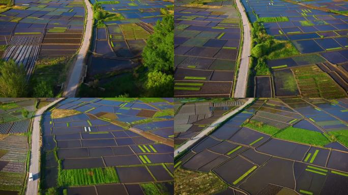 航拍早春正在育秧的万亩稻田