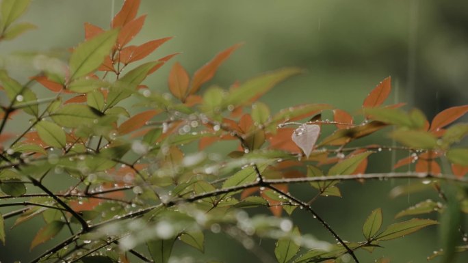 雨滴落在树叶上