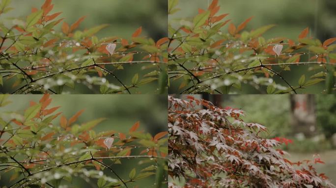 雨滴落在树叶上