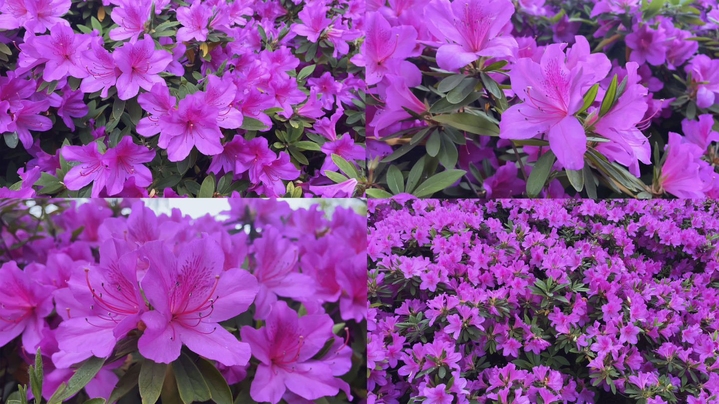 杜鹃花映山红花风景照山红唐杜鹃山石榴