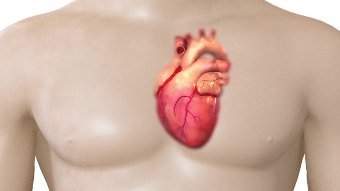 心房和心室跳动不规律 心脏排血量减少