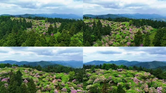 天台山华顶云锦杜鹃