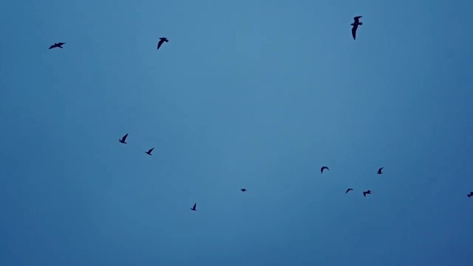 空镜  海鸥 自由飞翔