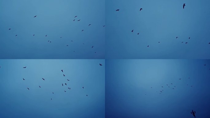 空镜  海鸥 自由飞翔