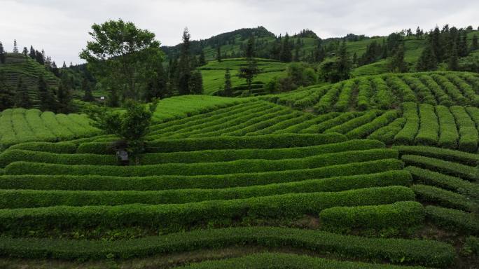 美丽四川茶山航拍风景绿茶基地