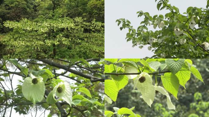 珙桐花