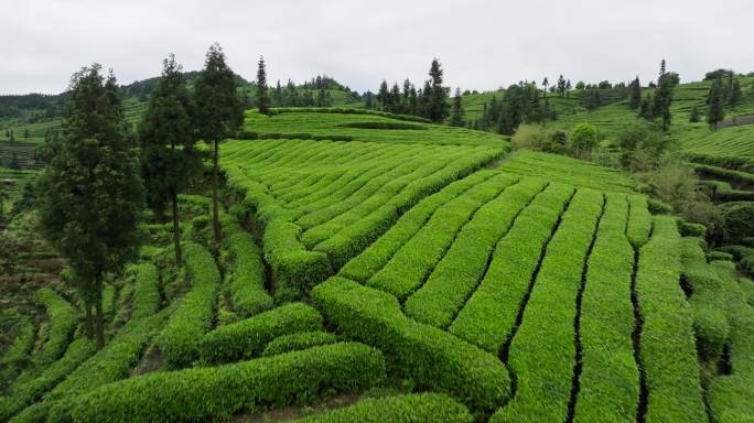 美丽四川茶山航拍风景绿茶基地