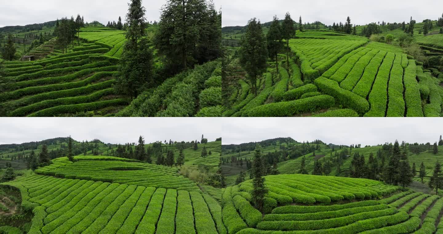 美丽四川茶山航拍风景绿茶基地