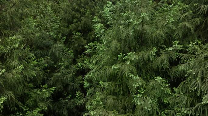 自然绿色松树林航拍特写