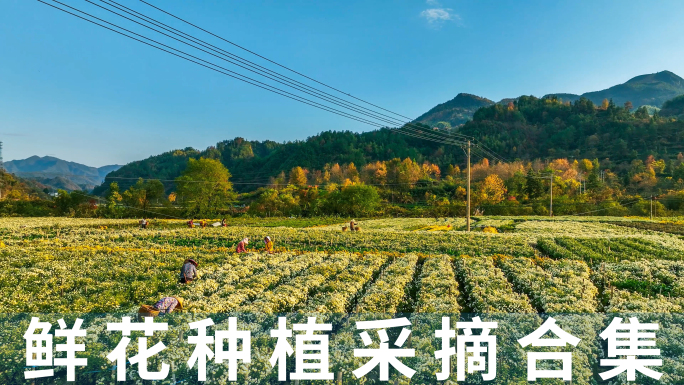 鲜花采摘务农航拍