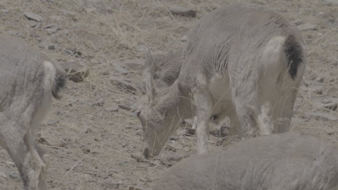 野生岩羊 岩羊 国家二级保护动物