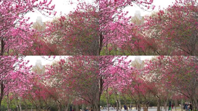 桃花盛开园林风景风光