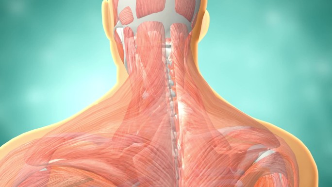 颈椎周围的肌肉包裹 肌肉松弛