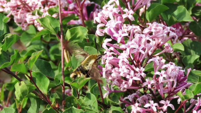 实拍植物昆虫素材紫丁香与蜂鸟蛾
