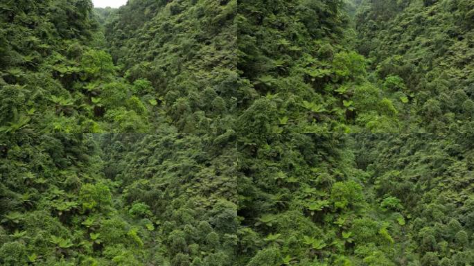 航拍四川野生原始桫椤树小溪山林