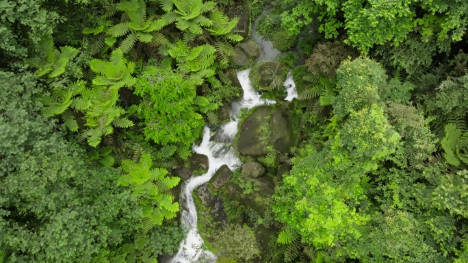 航拍四川野生原始桫椤树小小溪山林