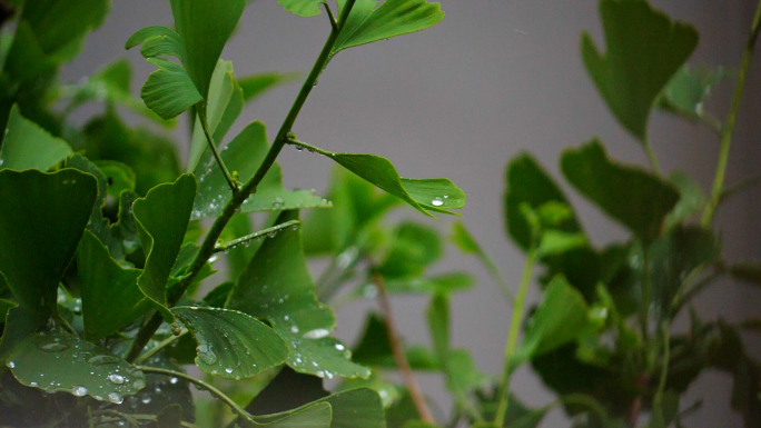 雨打树叶 下雨 水珠 水花 水坑 屋檐