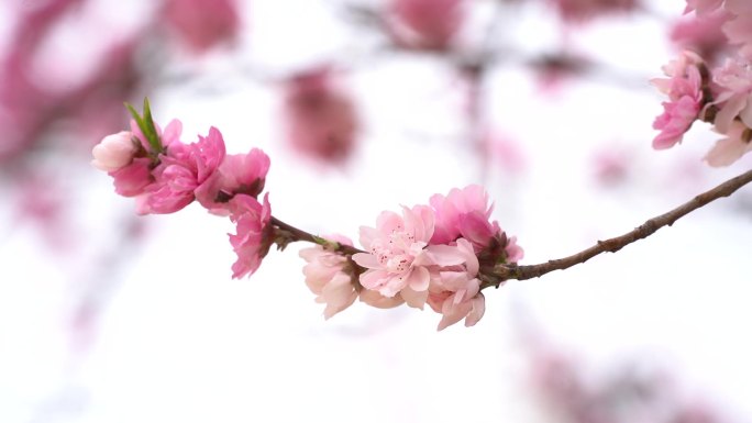 桃花盛开园林风景风光