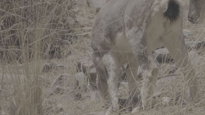 野生岩羊 岩羊 国家二级保护动物
