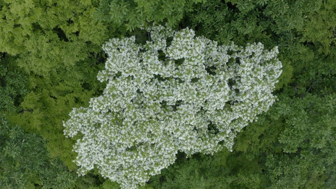 航拍流苏树山花花朵森林长镜头