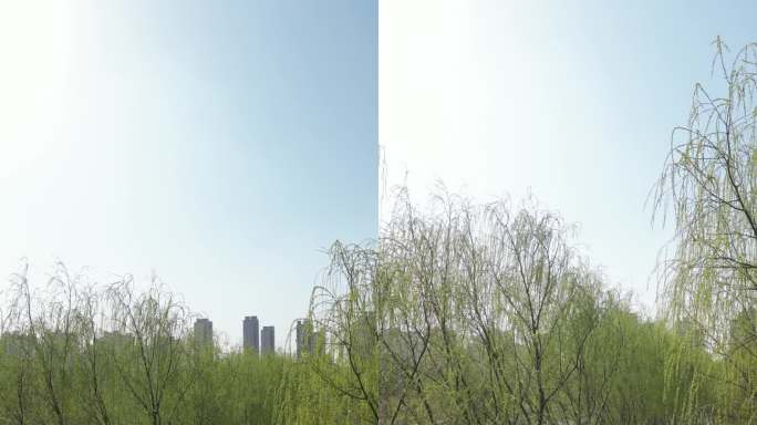 春季柳树景观道郑州