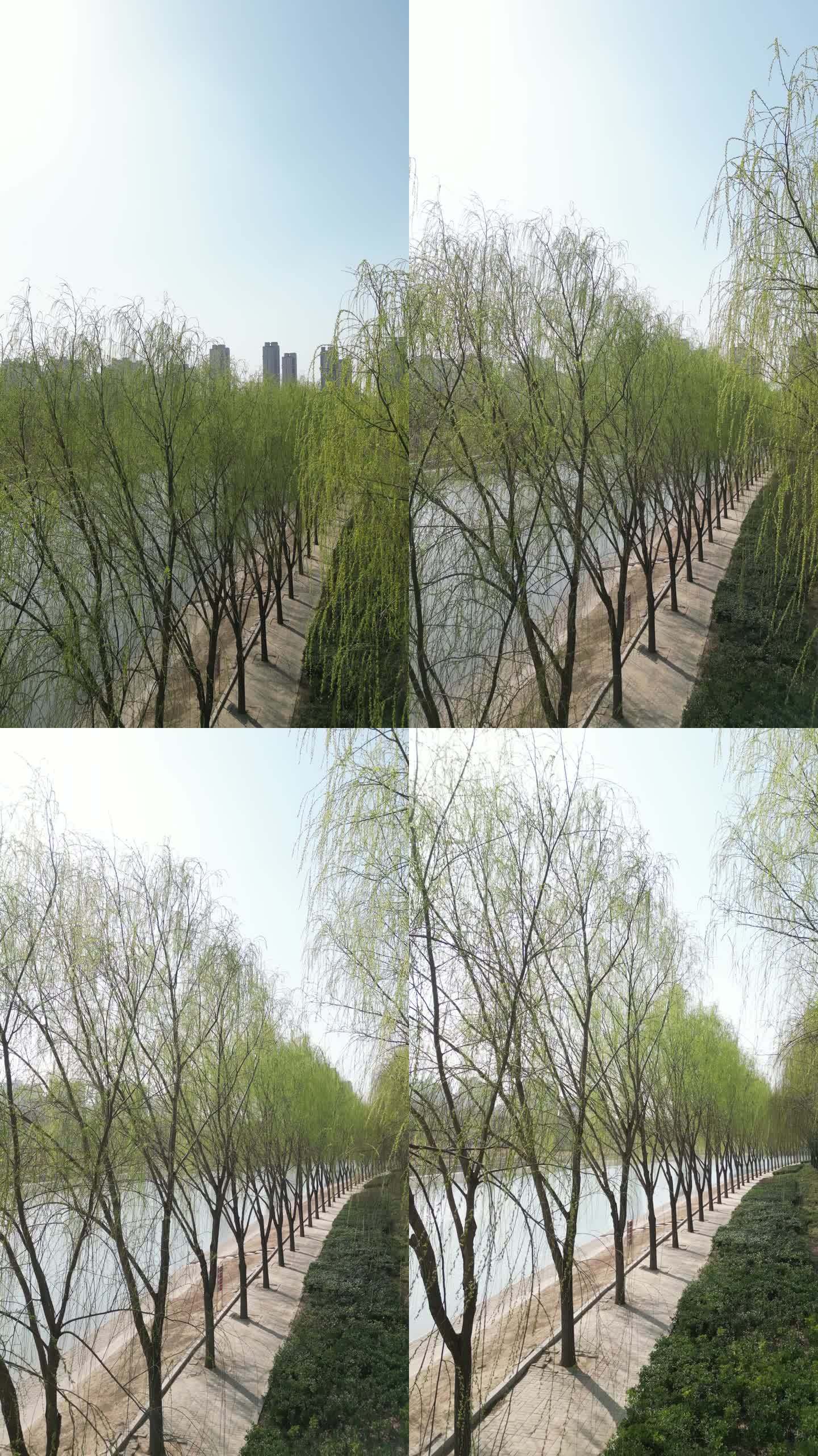 春季柳树景观道郑州