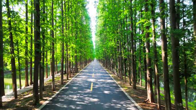 林荫大道 水杉树林