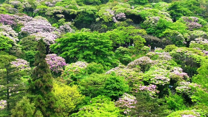 天台山华顶云锦杜鹃