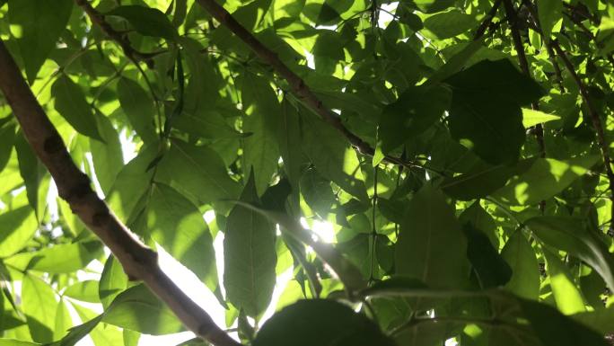 树杈 绿叶 缝隙 透光