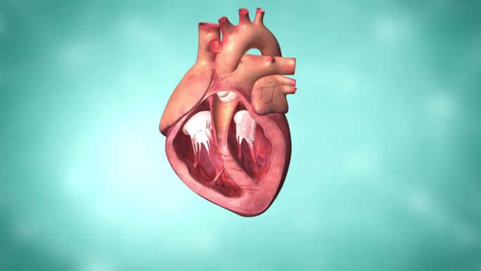 心脏使劲泵血 用压力推动血液不回流 心衰